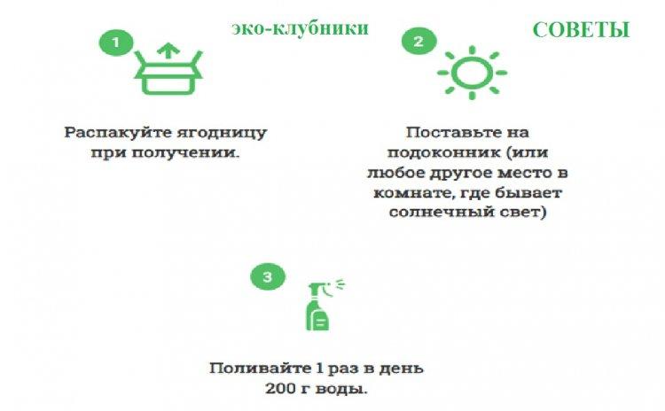 Как правильно посадить и вырастить ЭКО-клубнику.
